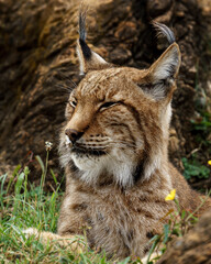 Obraz premium Curious and beautiful boreal lynx (Lynx lynx) in cabarceno walking on its environment and looking at the camera. This cute bobcat with vibrant colors and deep eyes 