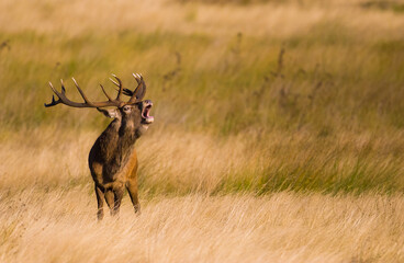 Red deer stag roaring out in the grasslands of the countryside 
