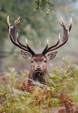 Fototapeta Red Deer stag looking through the autumn bracken in the countryside 