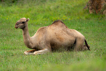 Camel sitting in grass