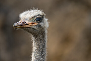 Ostrich portrait close up