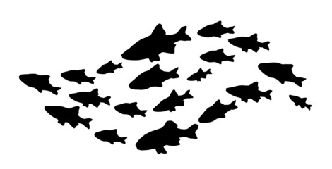 Silhouettes of groups of  fishes on white. Vector