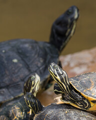 Obraz premium Little turtles on sun looking up