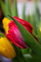 Naklejka premium Tulips. Colorful tulips. Close-up. Spring bouquet