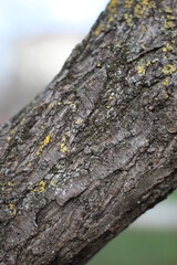 Trees in the park of the southern city. Black Sea.