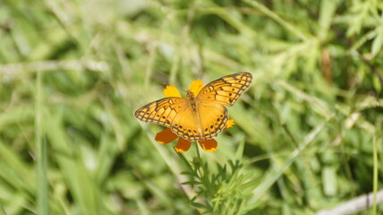 borboleta sobre a flor