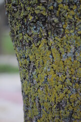 Obraz premium Trees in the park of the southern city. Black Sea.