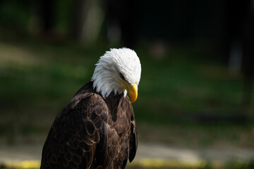 Bald Eagle look down