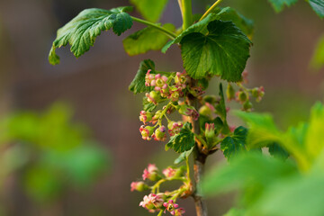 Natural background with flowering black currant flowers