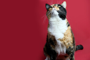 adult domestic cat proudly sitting on red background, looks around, the concept of keeping four-legged pets, veterinarian, love for animals