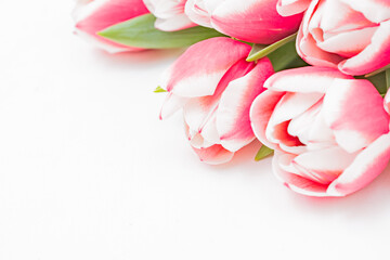 Composition with pink tulips on white background