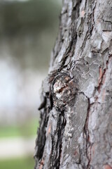 Trees in the park of the southern city. Black Sea.
