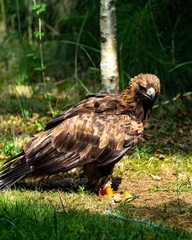Young Golden Eagle portrait silhouette brown and black