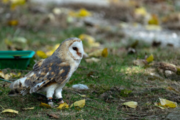 Barn owl looking in right