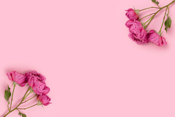 Frame made of rose flowers on a pink pastel background. Floral composition wuth copyspace.