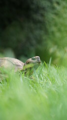 tortuga en el pasto