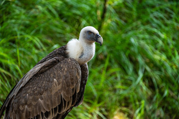Vulture portrait siloutte grey and white