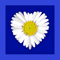 Detailed illustration of single heart shaped daisy flower framed on a dark blue background.