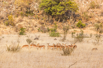 A herd of impala graze on the tall grass in the winter sun, Kruger park, South Africa.