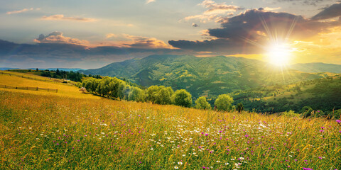 rural landscape with blooming grassy meadow at sunset. beautiful nature scenery of carpathian mountains in evening light. fluffy clouds on the blue sky