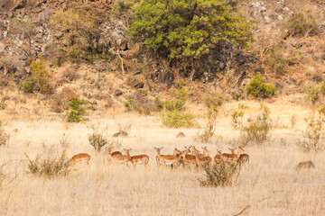 A herd of impala graze on the tall grass in the winter sun, Kruger park, South Africa.