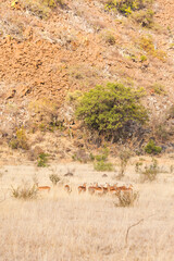 A herd of impala graze on the tall grass in the winter sun, Kruger park, South Africa.