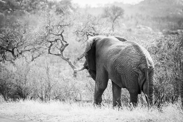 A large male elephant crosses the road near Afsaal picnic site, Kruger park, South Africa.
