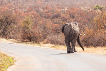 Obraz na płótnie Canvas A large male elephant crosses the road near Afsaal picnic site, Kruger park, South Africa.
