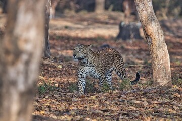 Leopard at Kabini, Nagarhole National Park, Karnataka, India