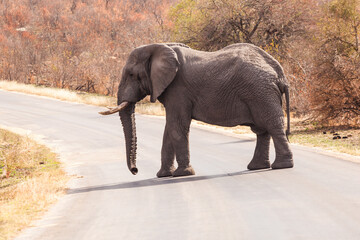 Naklejka na ściany i meble A large male elephant crosses the road near Afsaal picnic site, Kruger park, South Africa.