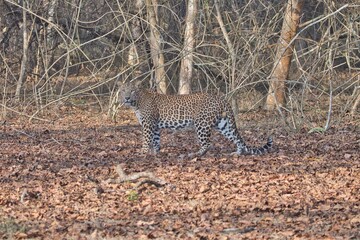Leopard at Kabini, Nagarhole National Park, Karnataka, India
