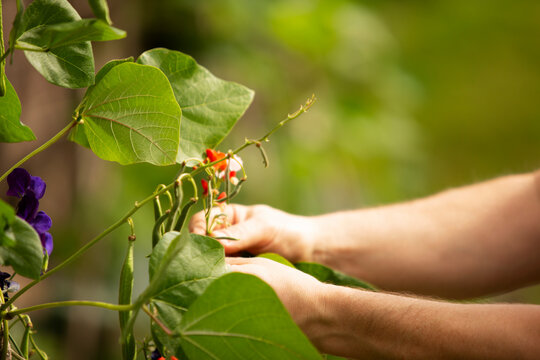 Close up man pruning string bean plant in garden