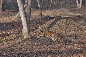 Leopard at Kabini, Nagarhole National Park, Karnataka, India