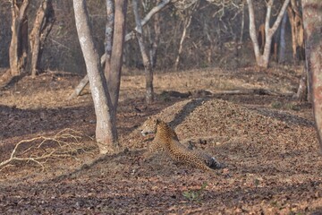 Leopard at Kabini, Nagarhole National Park, Karnataka, India