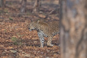 Leopard at Kabini, Nagarhole National Park, Karnataka, India