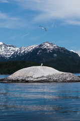 Fototapeta na wymiar white dove on a stone with the mountains behind in an Argentine lake