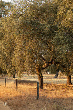 Acorn trees in Andalusia Spain