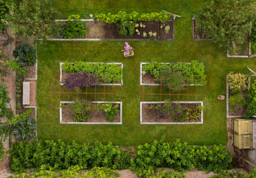 Aerial view woman harvesting vegetables in garden with raised beds - Powered by Adobe