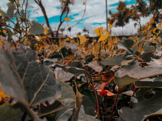 autumn leaves on the ground