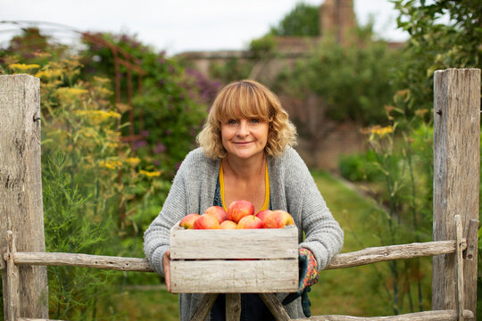Portrait happy woman with crate of fresh harvested apples in garden