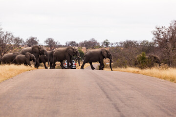 Naklejka na ściany i meble A large herd of elephants cross the road together, while protecting the calf elephants, in the Kruger national park, South Africa.