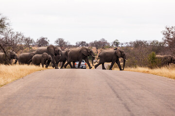 Fototapeta na wymiar A large herd of elephants cross the road together, while protecting the calf elephants, in the Kruger national park, South Africa.