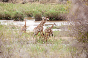 Naklejka na ściany i meble A crash of Giraffe, walks inthe riverbed of the Sabie river, Kruger park, South Africa.