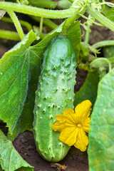 The growth and blooming of greenhouse cucumber plant
