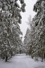 Beautiful winter forest with snow-covered firs and pines.