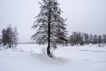 A lone larch on the river bank on a cloudy winter day.