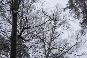 A squirrel sitting on a leafless tree branch on a winter day.