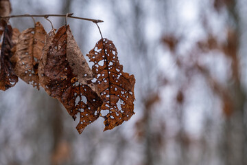Last year's orange leaves with holes in them on a blurry gray background.