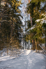 A forest path in a snow-covered forest on a sunny winter day.