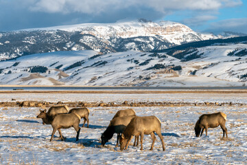 Wilk elk in Wyoming USA